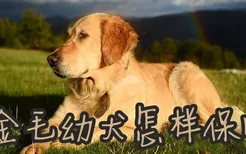 金毛幼犬怎样保暖