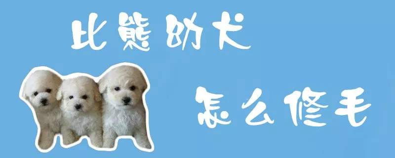 比熊幼犬怎么修毛1