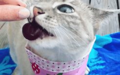 猫能吃橘子吗(猫能吃橘子么)