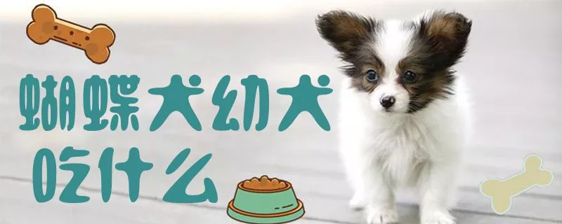 蝴蝶犬幼犬吃什么1