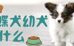 蝴蝶犬幼犬吃什么