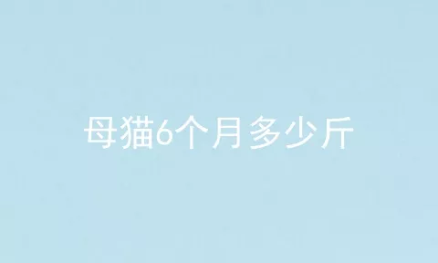 母猫6个月多少斤