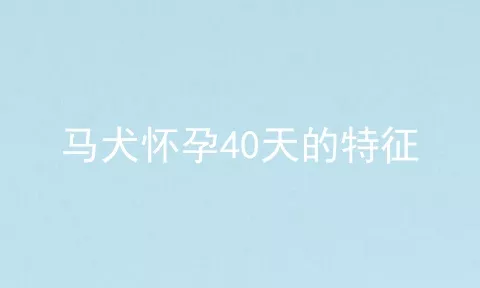 马犬怀孕40天的特征