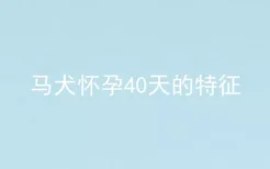 马犬怀孕40天的特征