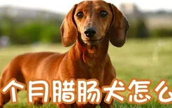 两个月腊肠犬怎么养