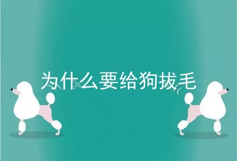 为什么要给狗拔毛