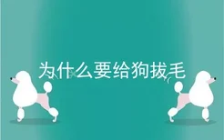 为什么要给狗拔毛