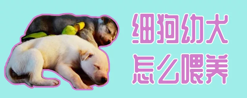 细狗幼犬怎么喂养