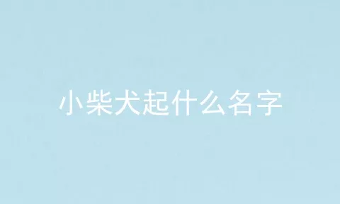 小柴犬起什么名字