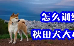 怎么训练秋田犬大小便