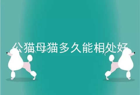 公猫母猫多久能相处好