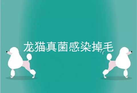 龙猫真菌感染掉毛