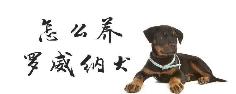 怎么养罗威纳犬