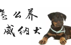 怎么养罗威纳犬