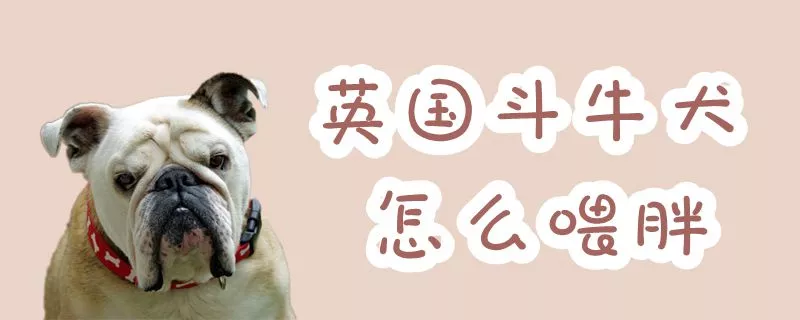 英国斗牛犬怎么喂胖