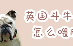 英国斗牛犬怎么喂胖