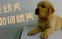 金毛幼犬如何喂养