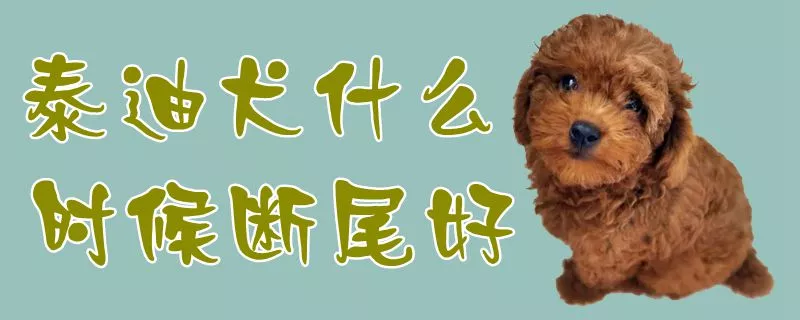 泰迪犬什么时候断尾好1