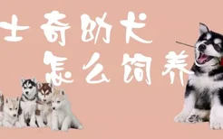 哈士奇幼犬怎么饲养