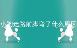 小狗走路前脚弯了什么原因