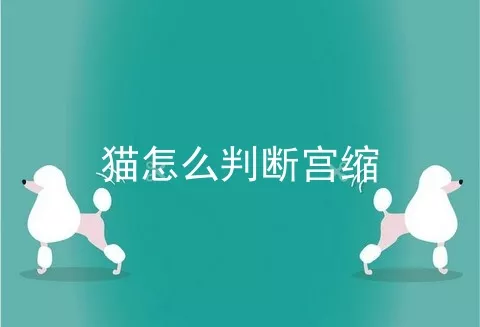 猫怎么判断宫缩