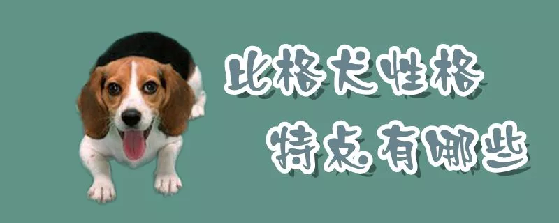 比格犬性格特点有哪些