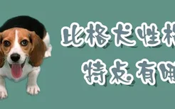 比格犬性格特点有哪些