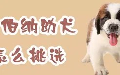 圣伯纳幼犬怎么挑选