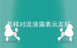 怎样对流浪猫表示友好