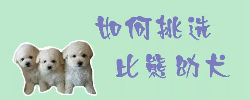 如何挑选比熊幼犬1