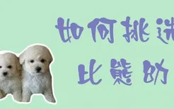 如何挑选比熊幼犬