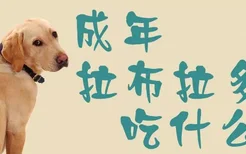 成年拉布拉多犬吃什么