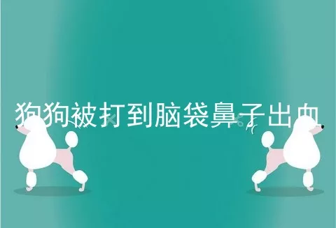 狗狗被打到脑袋鼻子出血