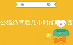 公猫绝育后几小时能吃东西