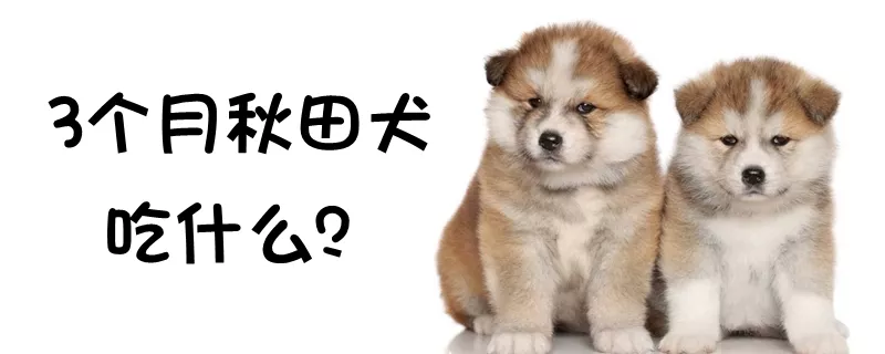 3个月秋田犬吃什么