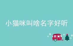 小猫咪叫啥名字好听