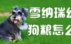 雪纳瑞幼犬狗粮怎么喂