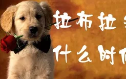 拉布拉多犬什么时候遛