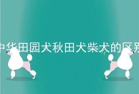 中华田园犬秋田犬柴犬的区别