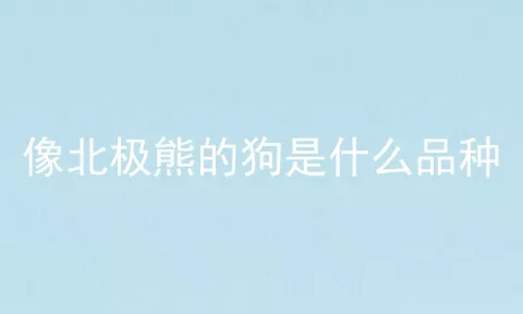 像北极熊的狗是什么品种