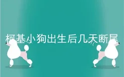 柯基小狗出生后几天断尾