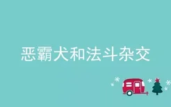 恶霸犬和法斗杂交