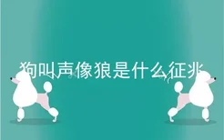 狗叫声像狼是什么征兆