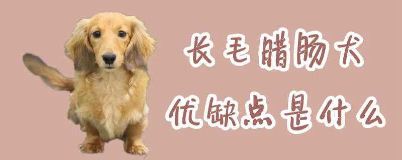 长毛腊肠犬优缺点是什么