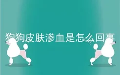 狗狗皮肤渗血是怎么回事