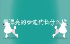 最漂亮的泰迪狗长什么样