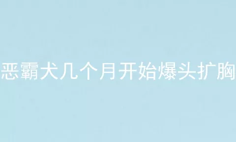 恶霸犬几个月开始爆头扩胸