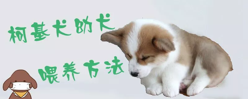 柯基犬幼犬喂养方法1