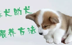 柯基犬幼犬喂养方法