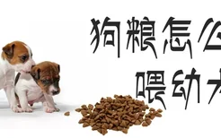 狗粮怎么喂幼犬